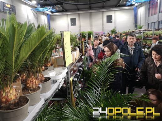 Trwa Festiwal Roślin. Toyota Park przeżywa prawdziwe zakupowe oblężenie 