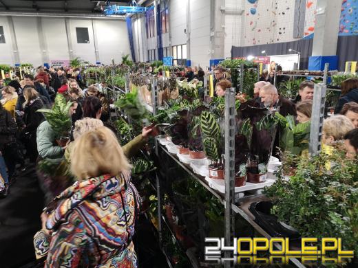 Trwa Festiwal Roślin. Toyota Park przeżywa prawdziwe zakupowe oblężenie 
