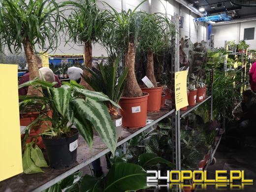 Trwa Festiwal Roślin. Toyota Park przeżywa prawdziwe zakupowe oblężenie 