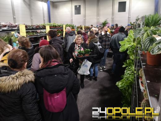 Trwa Festiwal Roślin. Toyota Park przeżywa prawdziwe zakupowe oblężenie 