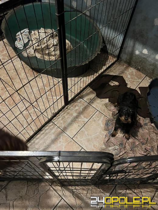 Trudna interwencja w hodowli FCI jamników. Tragiczne warunki psów