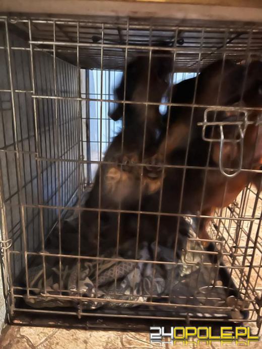 Trudna interwencja w hodowli FCI jamników. Tragiczne warunki psów