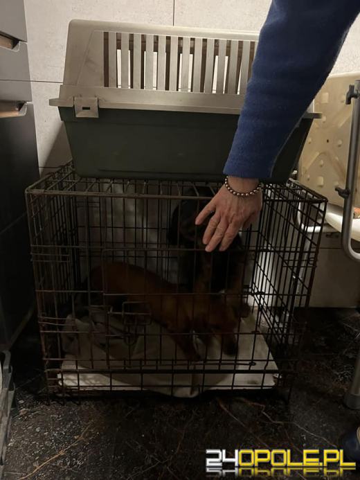 Trudna interwencja w hodowli FCI jamników. Tragiczne warunki psów