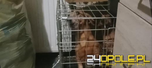 Trudna interwencja w hodowli FCI jamników. Tragiczne warunki psów