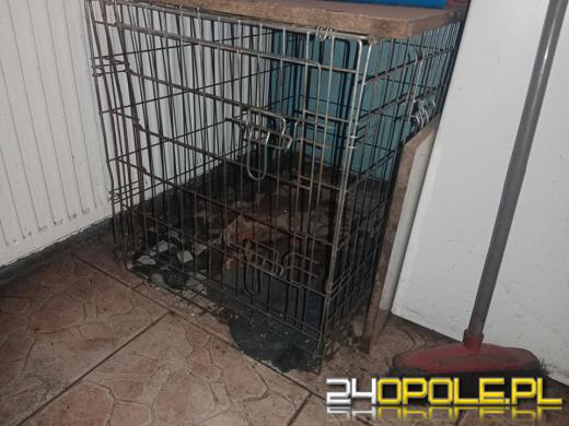 Trudna interwencja w hodowli FCI jamników. Tragiczne warunki psów