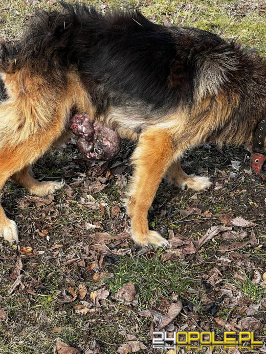 Konający owczarek miał "godne warunki" według policji - o czym innym mówią świadkowie