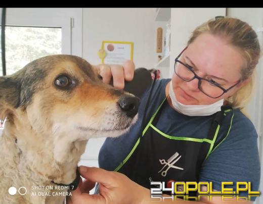 Salon La Lunia zaprasza czworonogi na pielęgnację szaty