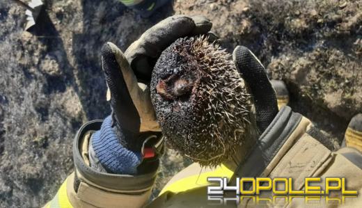 Leśnicy w marcu prowadzą dyżury przeciwpożarowe. Pożary traw to plaga