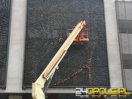 Ściany Centrum Przesiadkowego Opole Główne znów się zazielenią