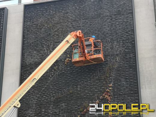 Ściany Centrum Przesiadkowego Opole Główne znów się zazielenią