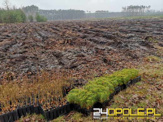 Młodzież posadzi kilka tysięcy drzew. Trwa akcja "Lasy Pełne Energii"