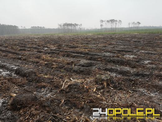 Młodzież posadzi kilka tysięcy drzew. Trwa akcja "Lasy Pełne Energii"