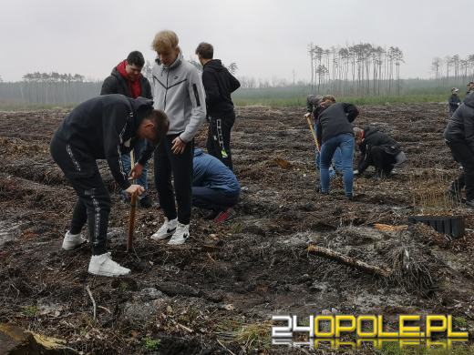 Młodzież posadzi kilka tysięcy drzew. Trwa akcja "Lasy Pełne Energii"