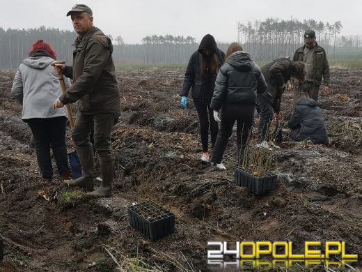 Młodzież posadzi kilka tysięcy drzew. Trwa akcja "Lasy Pełne Energii"