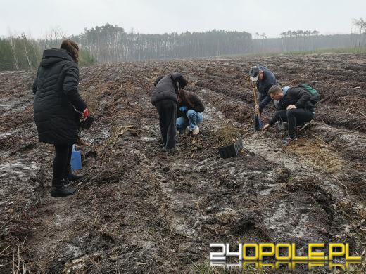 Młodzież posadzi kilka tysięcy drzew. Trwa akcja "Lasy Pełne Energii"