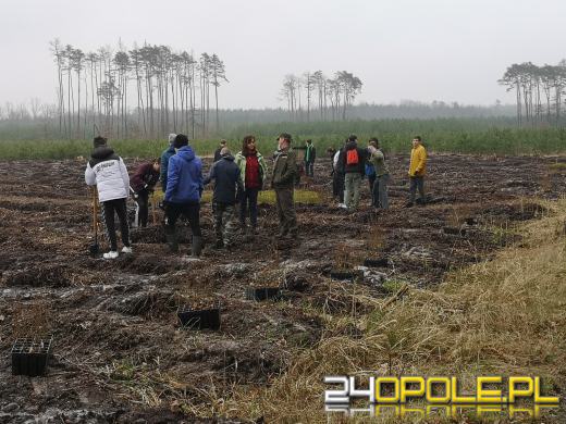 Młodzież posadzi kilka tysięcy drzew. Trwa akcja "Lasy Pełne Energii"
