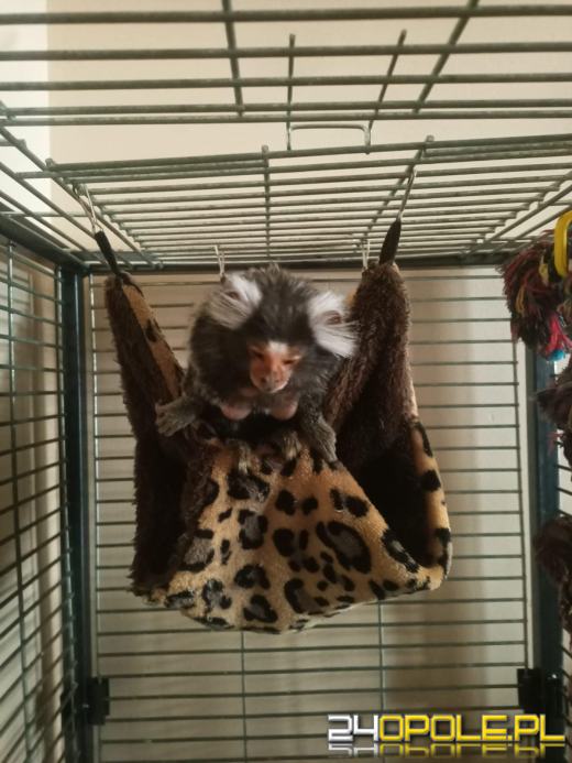 Małpka uciekła z domu. Z drzewa ściągnęli ją strzeleccy strażacy