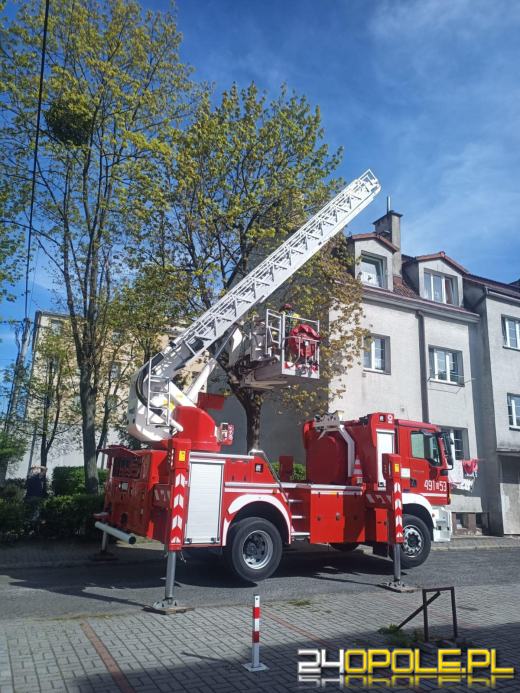 Małpka uciekła z domu. Z drzewa ściągnęli ją strzeleccy strażacy