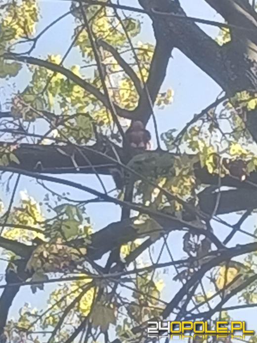 Małpka uciekła z domu. Z drzewa ściągnęli ją strzeleccy strażacy