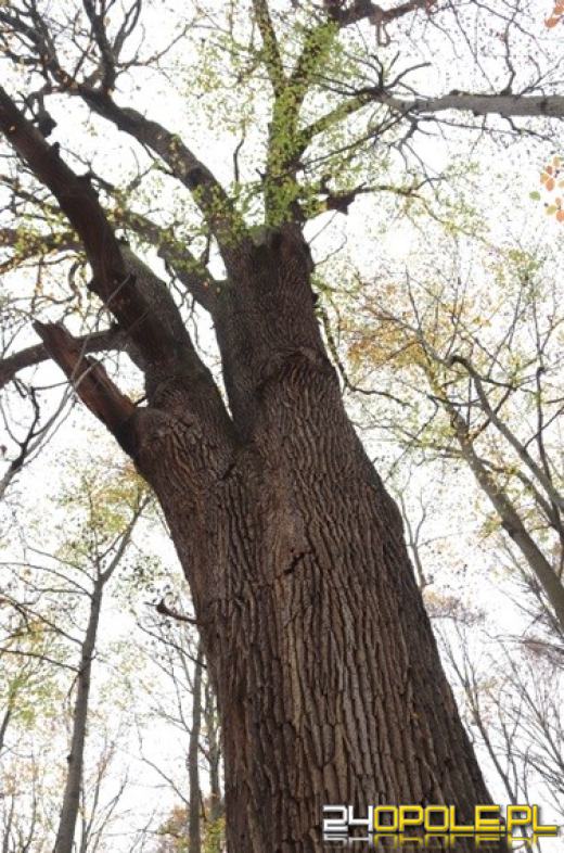Pod Namysłowem otwarto "Żabę". To nowy rezerwat przyrody