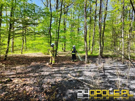 7 zastępów straży pożarnej walczyło z pożarem lasu w Smolarniku