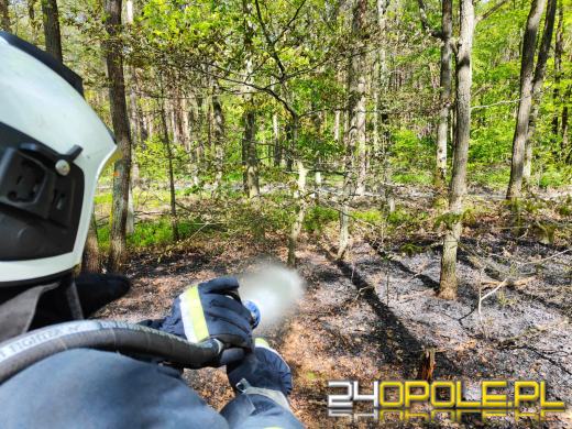 7 zastępów straży pożarnej walczyło z pożarem lasu w Smolarniku