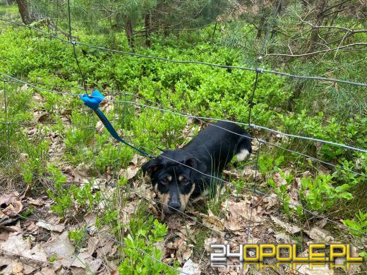 Przywiązany w lesie pies pozostawiony na pewną śmierć