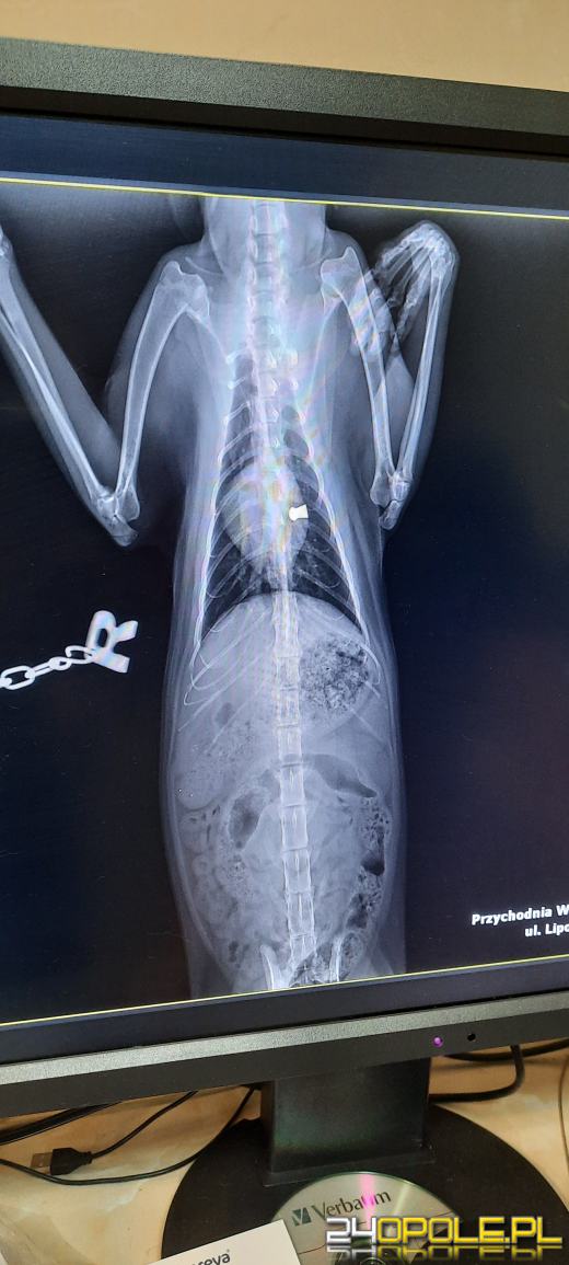 Ktoś strzela do kotów w gminie Komprachcice