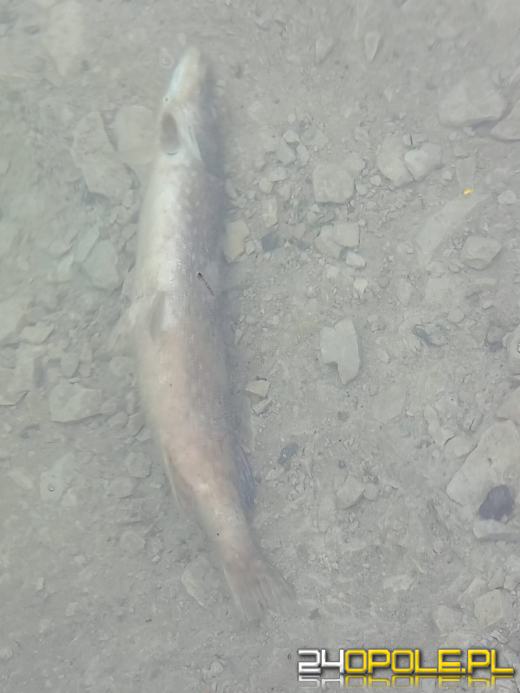 Kamionka Piast mocno zaśmiecona. Czytelnicy zgłaszają też śnięte ryby