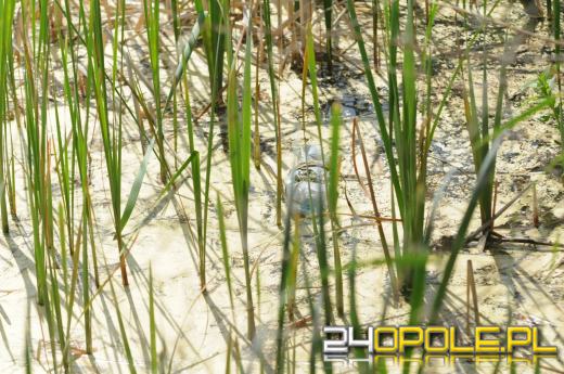 Kamionka Piast mocno zaśmiecona. Czytelnicy zgłaszają też śnięte ryby