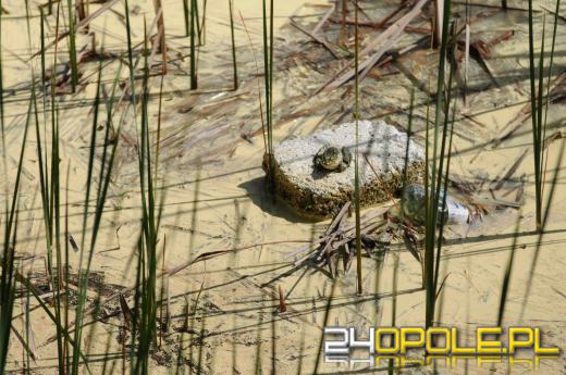 Kamionka Piast mocno zaśmiecona. Czytelnicy zgłaszają też śnięte ryby