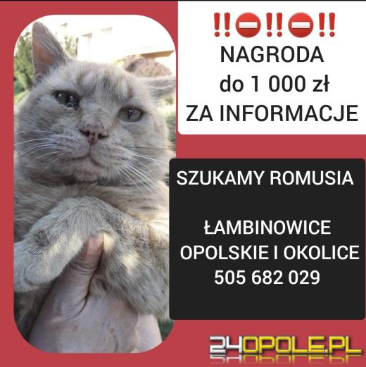 Tysiąc złotych za informację. Zaginął bezdomny kot