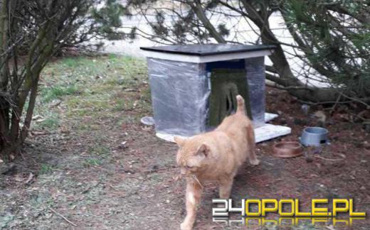 Tysiąc złotych za informację. Zaginął bezdomny kot