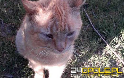 Tysiąc złotych za informację. Zaginął bezdomny kot