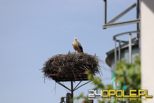 Piękny obrazek w gminie Strzelce Opolskie. Stado bocianów w Rozmierzy