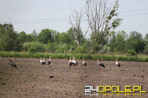 Piękny obrazek w gminie Strzelce Opolskie. Stado bocianów w Rozmierzy