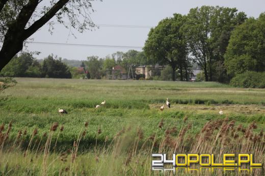 Piękny obrazek w gminie Strzelce Opolskie. Stado bocianów w Rozmierzy