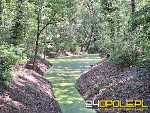 Wyspa Bolko obchodzi 110 urodziny