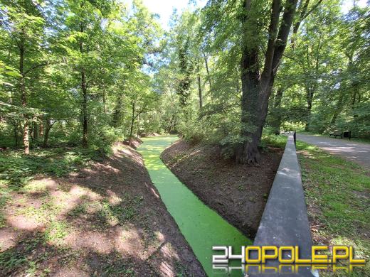 Wyspa Bolko obchodzi 110 urodziny