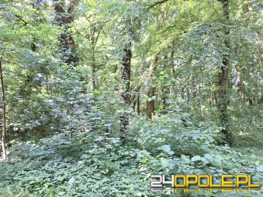 Wyspa Bolko obchodzi 110 urodziny