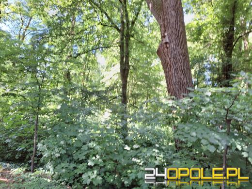 Wyspa Bolko obchodzi 110 urodziny