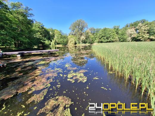 Wyspa Bolko obchodzi 110 urodziny