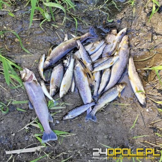 Truciciel ryb w Białej Głuchołaskiej ustalony