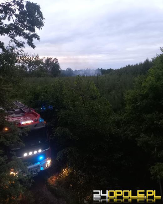 Pożar młodnika w powiecie kędzierzyńsko-kozielskim. To sprawka podpalacza