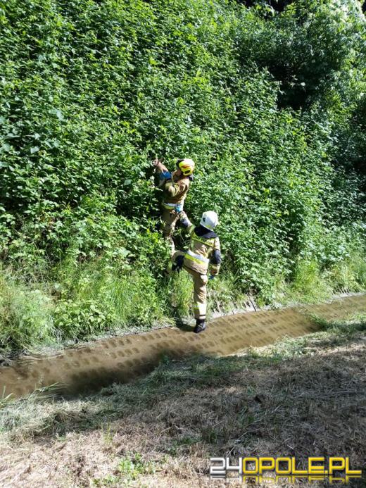 Strażacy z Leśnicy ruszyli na pomoc sarnie