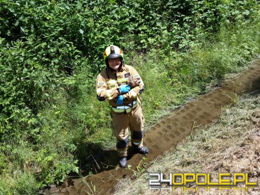 Strażacy z Leśnicy ruszyli na pomoc sarnie
