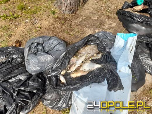 Blisko TONA ryb wyłowiona z Kanału Gliwickiego. "To nie może być przyducha"