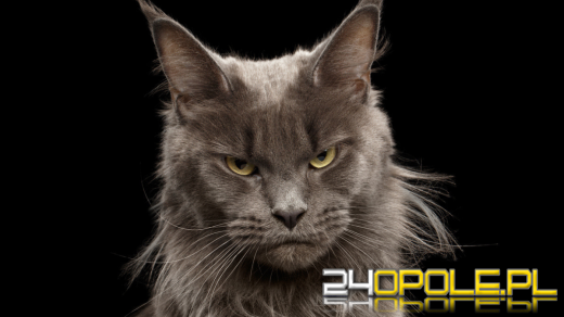 Ptasia grypa u kotów. Właściciele padłych zwierząt pod opieką sanepidu