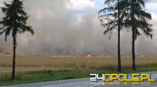 Pali się zboże w okolicach Byczyny. Działania straży utrudnia wiatr