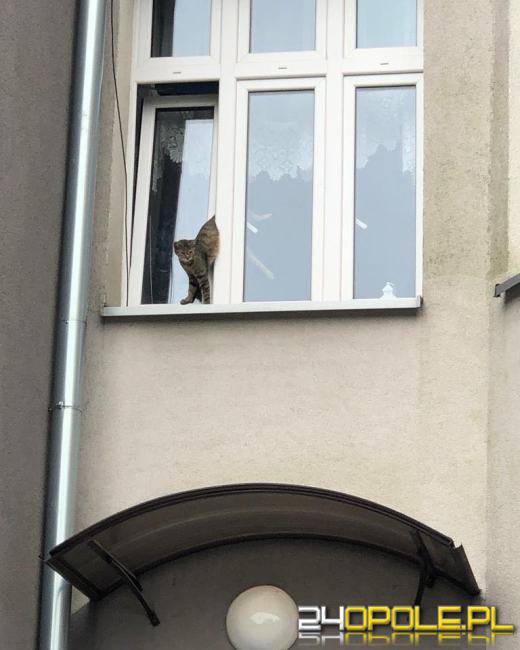 Kot zaklinował się w oknie. Pomogli strażacy